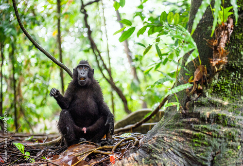 The Celebes crested macaque in the forest.  Crested black macaque  Sulawesi crested macaque  or the black ape. Natural habitat. Sulawesi Island. Indonesia.