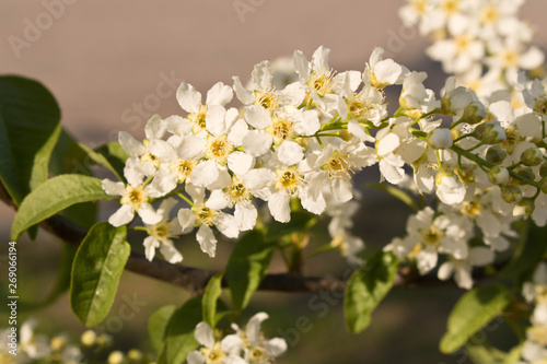 Flowering cherry.  The concept of spring. Blossoming garden. Selective focus.