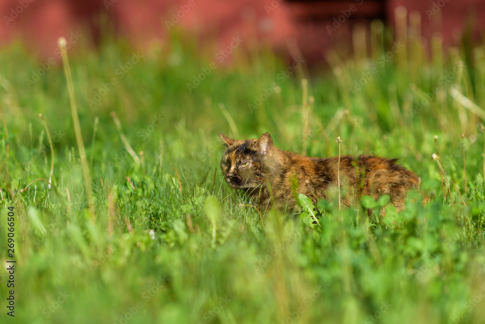 A stray cat sits in the grass in the summer. Photographed with a blurred background. A stray cat sits in the grass in the summer. Photographed with a blurred background.