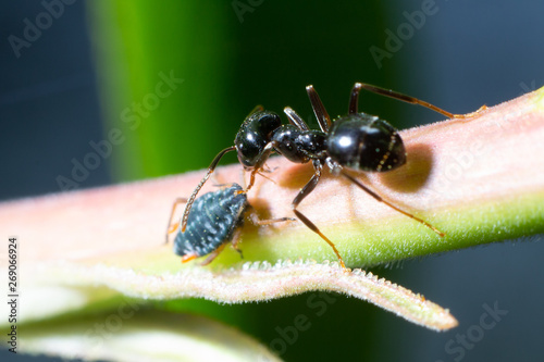 Mrówka opiekuje się mszycą na gałęzi