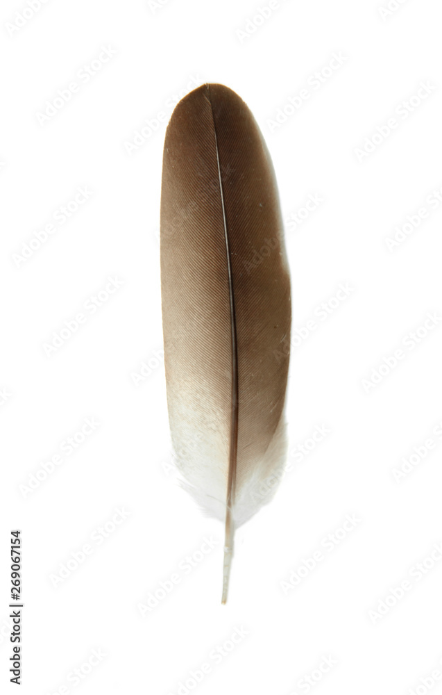 brown feather isolated on white background brown feather isolated on white background