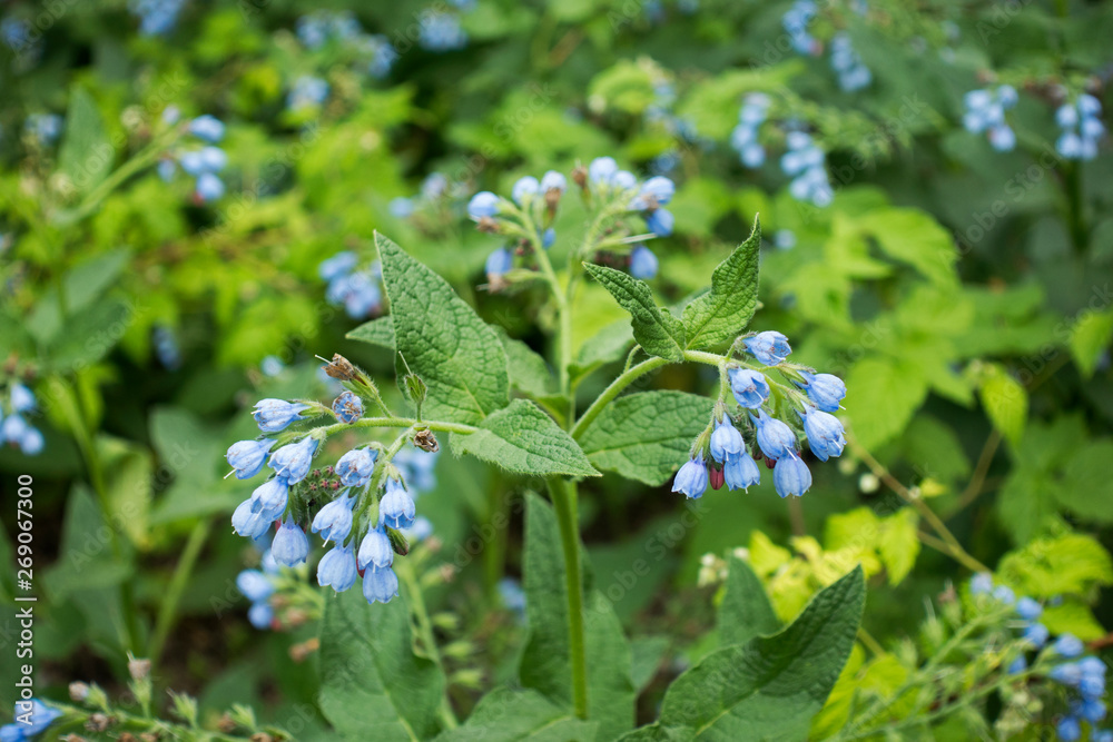 Comfrey (Symphytum officinale) blue flowers. Nature background