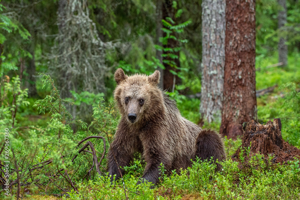 Brown bear in the summer forest. Green forest natural background. Scientific name: Ursus arctos. Natural habitat. Summer season. Brown bear in the summer forest. Green forest natural background. Scientific name: Ursus arctos. Natural habitat. Summer season.
