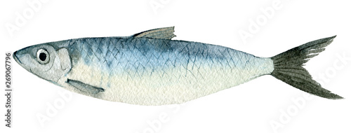 Herring isolated on white background, watercolor illustration