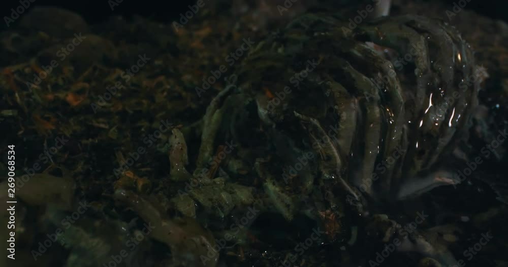 Panoramic View of a Skeleton. Wide Angle Macro 4K. 3D printed diorama Panoramic View of a Skeleton. Wide Angle Macro 4K. 3D printed diorama