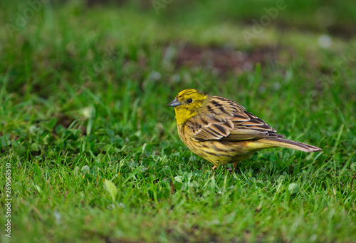 Yellowhammer (Emberiza citrinella)