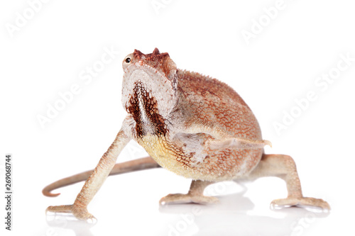 The Oustalets or Malagasy giant chameleon on white photo