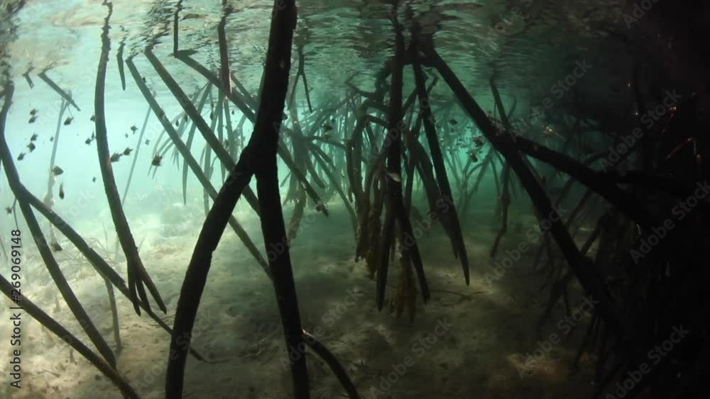 Sunlight filters down into a dark mangrove forest growing in Komodo National Park, Indonesia. This tropical area is known for its incredible marine biodiversity as well as its infamous dragons. 