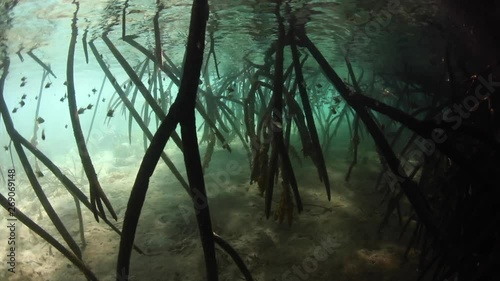 Sunlight filters down into a dark mangrove forest growing in Komodo National Park, Indonesia. This tropical area is known for its incredible marine biodiversity as well as its infamous dragons.  photo