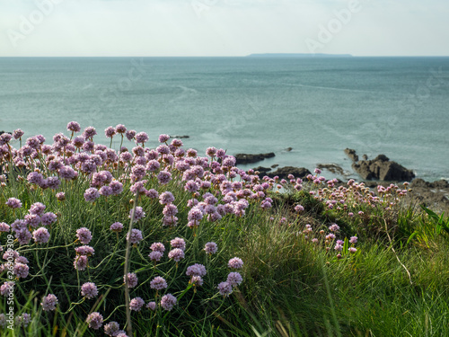 sea thrift along the coast path looking out to Lundy Island on the North Devon coast of England.