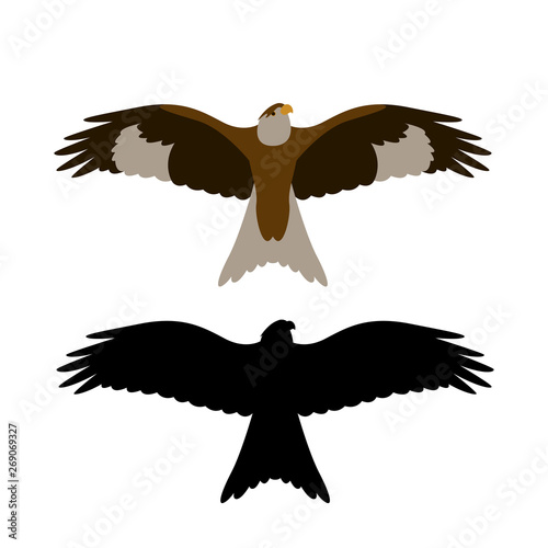 eagle hawk .vector illustration, flat style , front