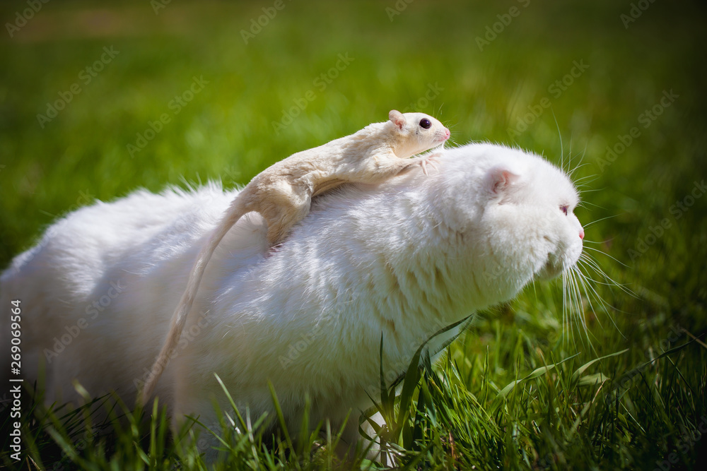 White Scottish Fold cat with white sugar glider on grass White Scottish Fold cat with white sugar glider on grass