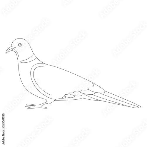 turtledove, vector illustration, lining draw ,profile