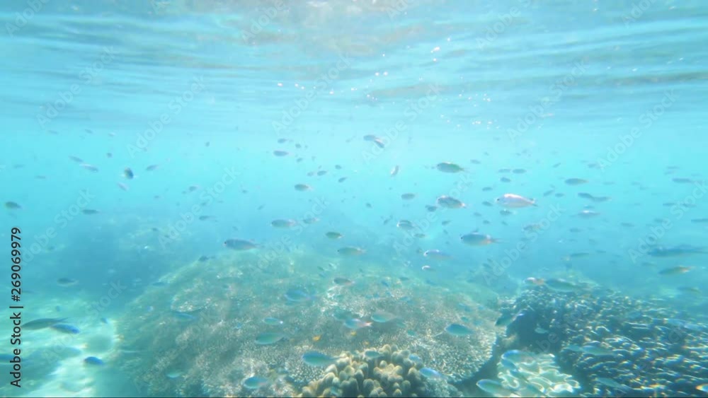 Gorgeous wide angle shot of a school of fish moving through the frame. Shot just below the surface of the water. Gorgeous wide angle shot of a school of fish moving through the frame. Shot just below the surface of the water.