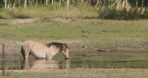 Wild mare, drinking in a pond in a dune forrest, eating waterplants. photo