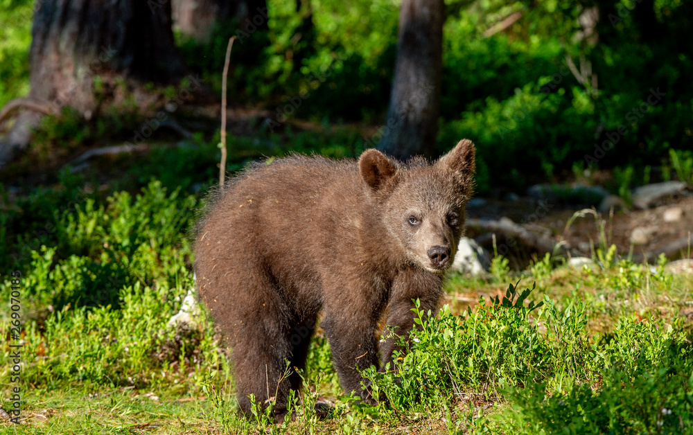 Cub of Brown Bear in the summer forest. Natural habitat. Scientific name: Ursus arctos. Cub of Brown Bear in the summer forest. Natural habitat. Scientific name: Ursus arctos.