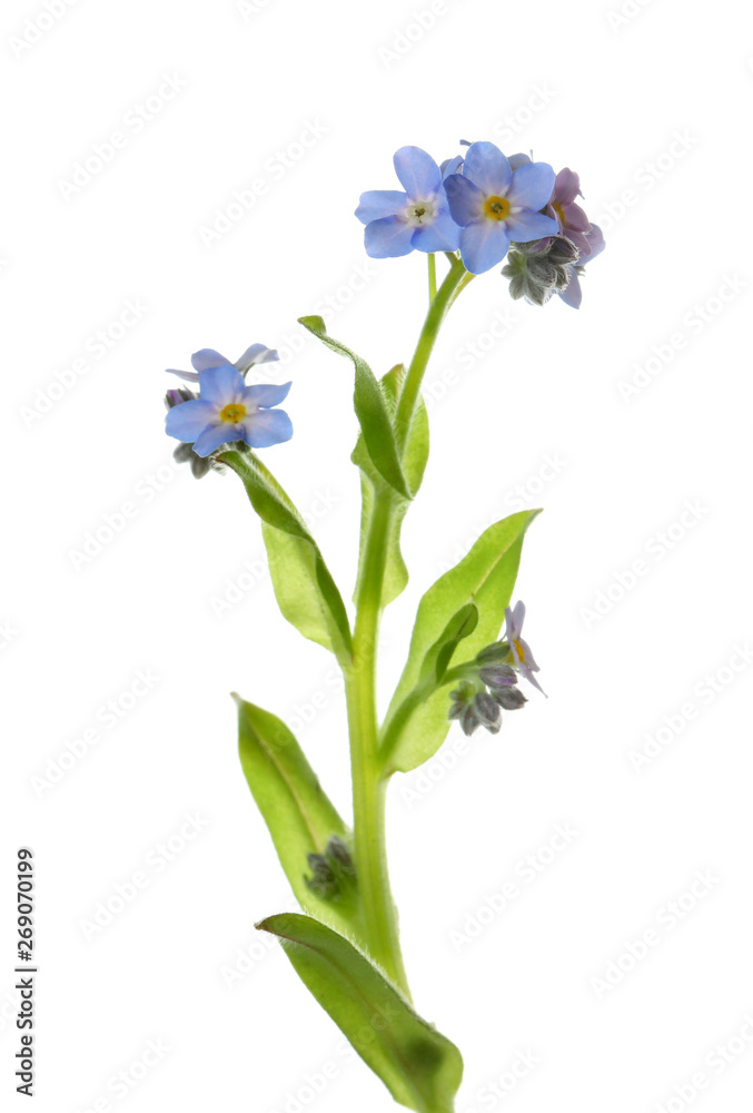 Amazing spring forget-me-not flowers on white background Amazing spring forget-me-not flowers on white background