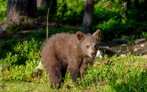 Cub of Brown Bear in the summer forest. Natural habitat. Scientific name: Ursus arctos.