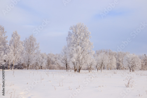 Birch grove in the winter in the snow. White trees. Trees in the snow. Snow picture. Winter landscape grove of white trees and snow.