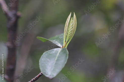 Budding Green Leaves in Spring, New Season is Coming, A Growing Season, A new Circle will Begin