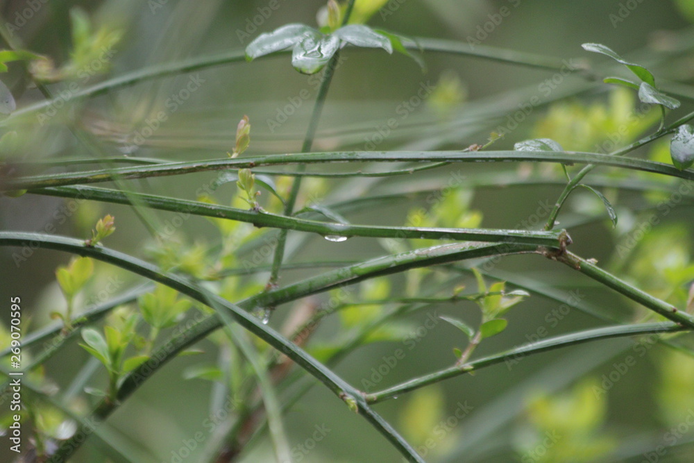 Water Drops on Green leaves in Summer Season Water Drops on Green leaves in Summer Season