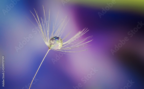 Beautiful drop of water on a dandelion seed on a violet blurred background, a reflection of a flower in a drop, macro.