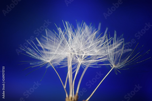 Drops of water on a dandelion seed on a blue blurred background  macro.