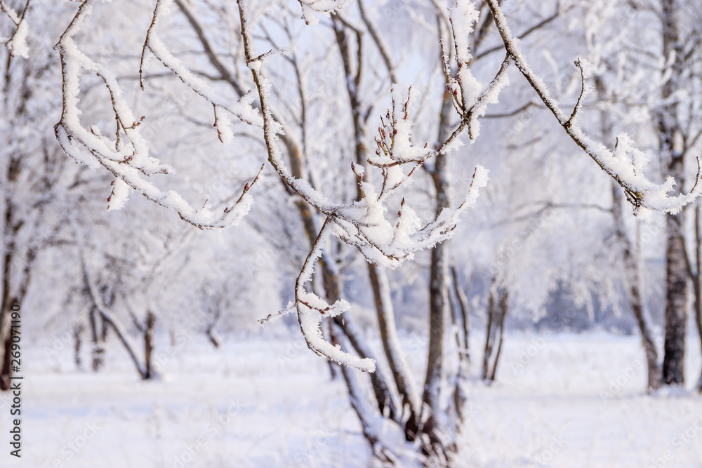 Birch grove in the winter in the snow. White trees. Trees in the snow. Snow picture. Winter landscape grove of white trees and snow. Birch grove in the winter in the snow. White trees. Trees in the snow. Snow picture. Winter landscape grove of white trees and snow.