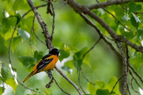 Oriole in spring