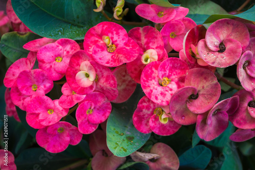 Crown of thorns red pink flower plant photo