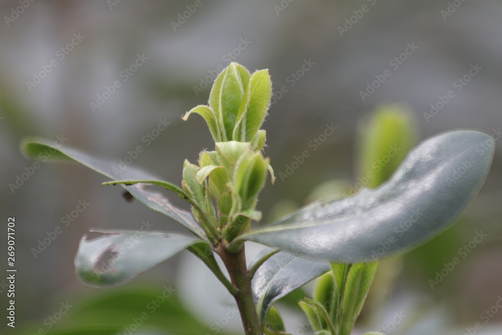 Budding Green Leaves in Spring, New Season is Coming, A Growing Season, A new Circle will Begin Budding Green Leaves in Spring, New Season is Coming, A Growing Season, A new Circle will Begin
