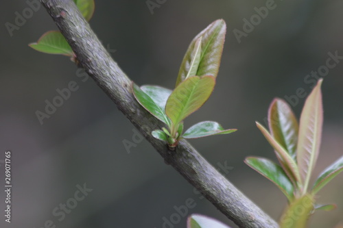 Close up Budding Leaves 