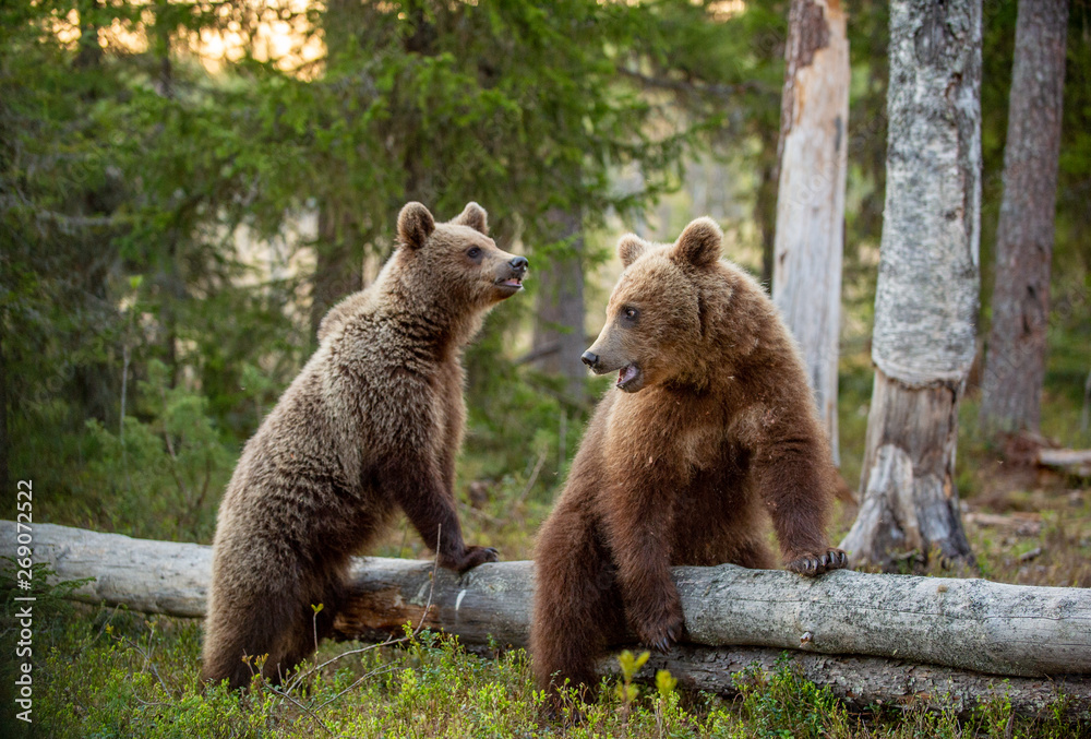 Fototapeta premium Cubs of Brown Bear in the summer forest. Natural habitat. Scientific name: Ursus arctos.