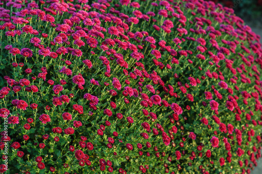 Small flowers of purple chrysanthemum