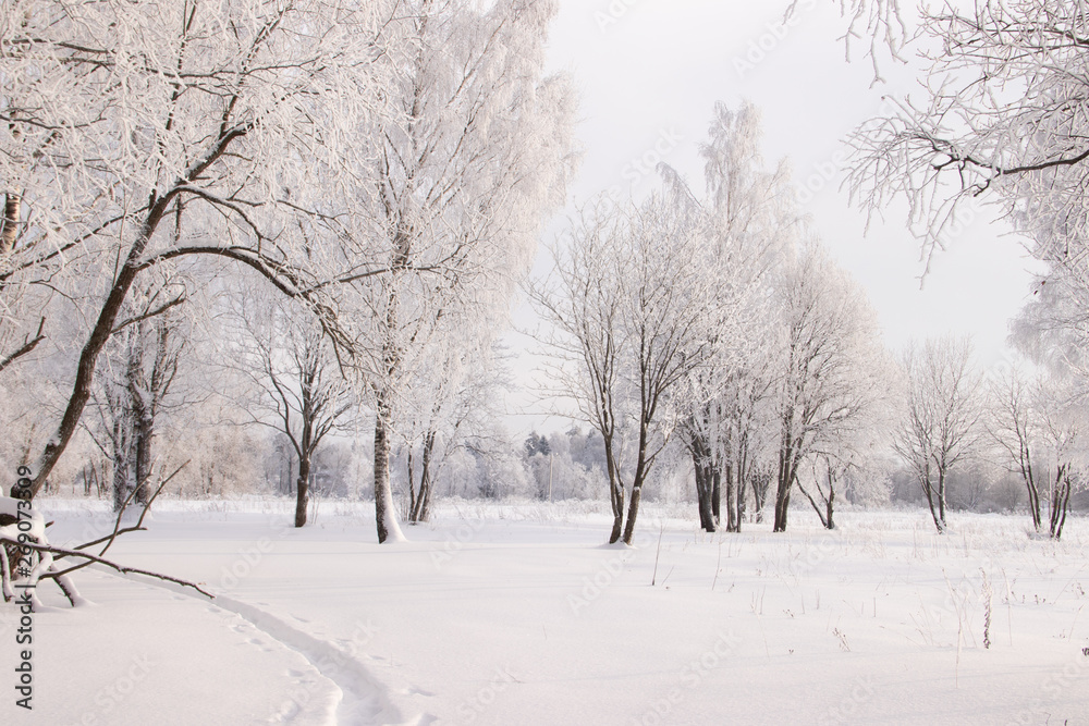 Birch grove in the winter in the snow. White trees. Trees in the snow. Snow picture. Winter landscape grove of white trees and snow.