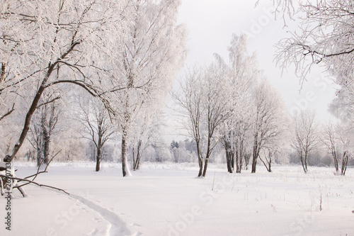 Birch grove in the winter in the snow. White trees. Trees in the snow. Snow picture. Winter landscape grove of white trees and snow. © alenka2194