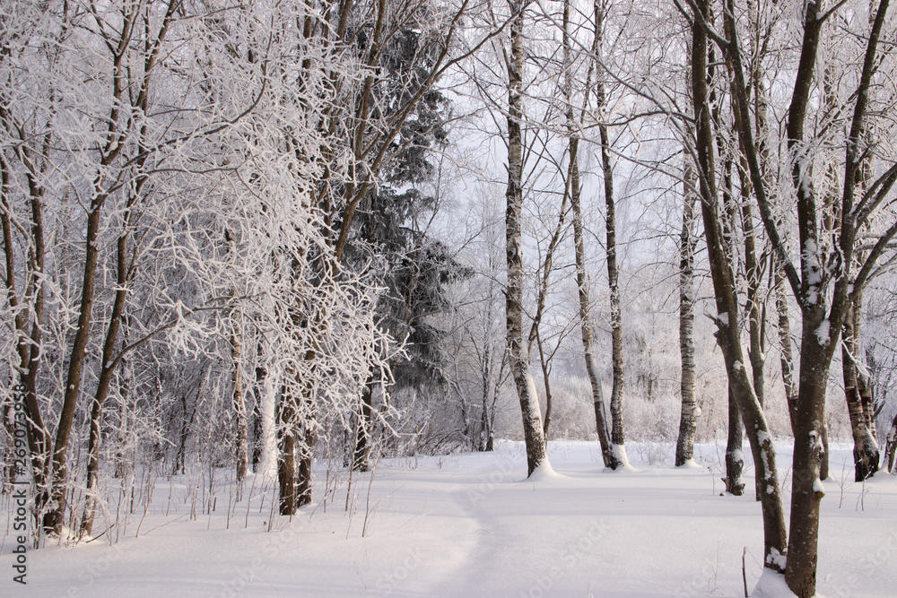 Birch grove in the winter in the snow. White trees. Trees in the snow. Snow picture. Winter landscape grove of white trees and snow.