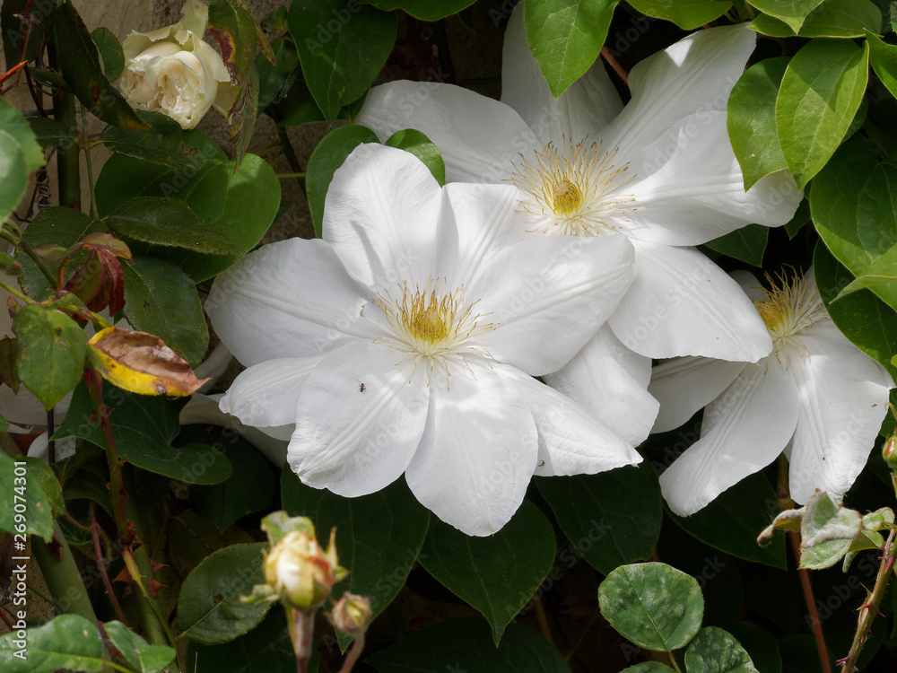Fleurs de Clématites de ton blanc (Clematis patens) Fleurs de Clématites de ton blanc (Clematis patens)