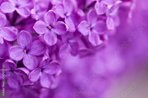 Closeup image of lilac branch in daylight. Blurred background © Julia