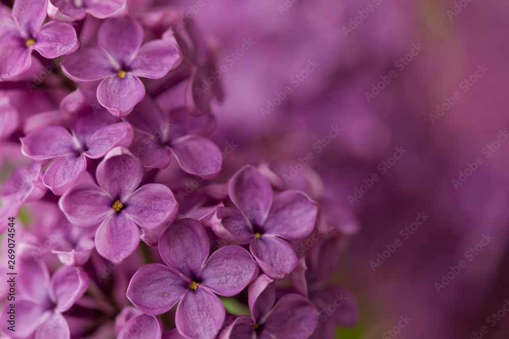 Closeup lilac branch. Detailed depiction, each petal is clearly visible and palpable. Blurred background of the same violet color Closeup lilac branch. Detailed depiction, each petal is clearly visible and palpable. Blurred background of the same violet color