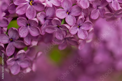 Closeup horizontal image of lilac branch. Daylight. Blurred violet background. Beautiful soft petals