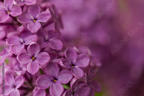Closeup lilac branch. Detailed depiction, each petal is clearly visible and palpable. Blurred background of the same violet color © Julia