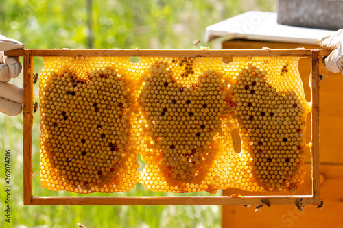 I think the bees love us