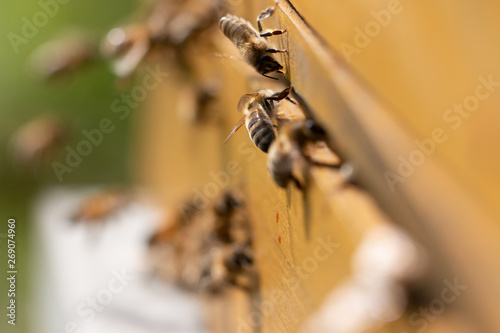 bees © Christian