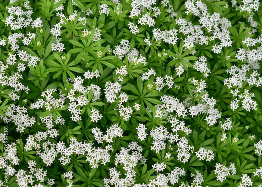 Waldmeister blühend– Blütenteppich (galium odoratum)