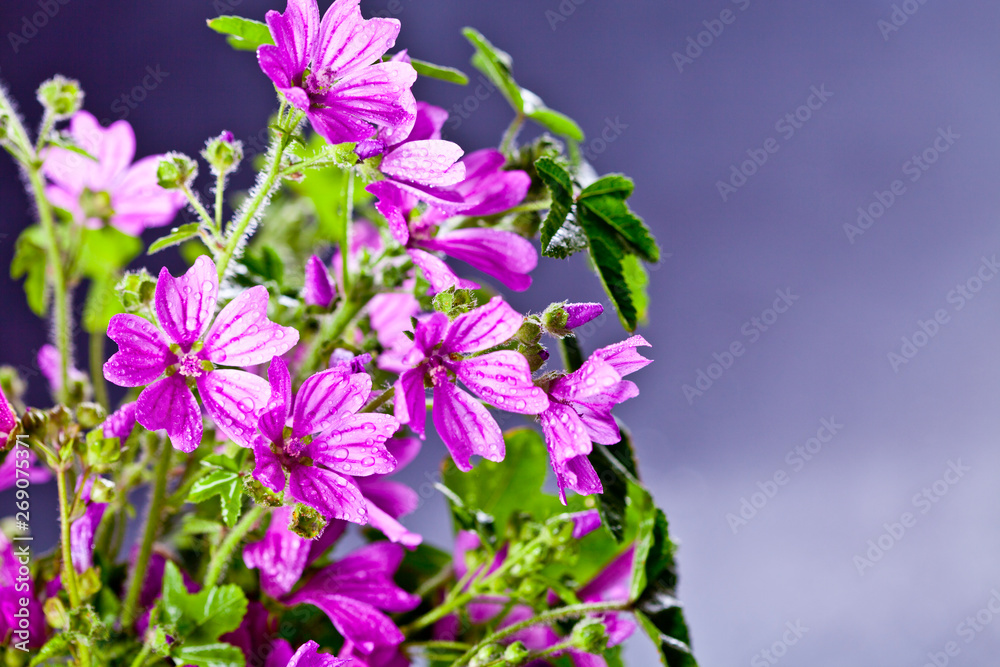 Obraz premium Wild violet flowers with water drops closeup on black background.