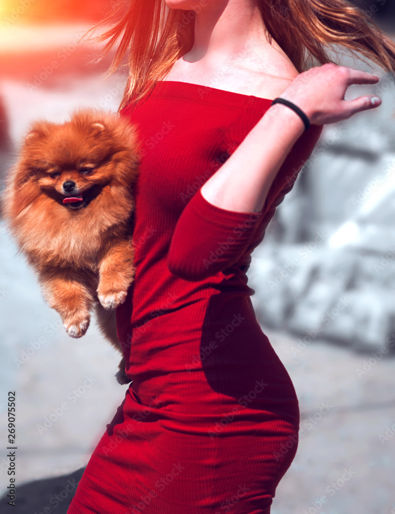 sexy young girl with a dog in her arms. Spitz pet . Stock Photo | Adobe  Stock