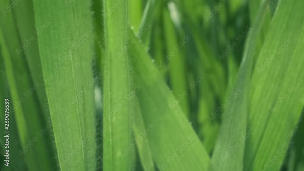 Movement upwards the green grass. Super macro 2:1. Camera moves upwards – 4K / 60fps Movement upwards the green grass. Super macro 2:1. Camera moves upwards – 4K / 60fps