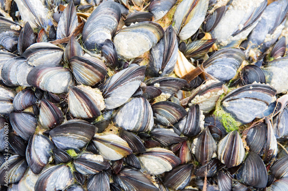 Moules