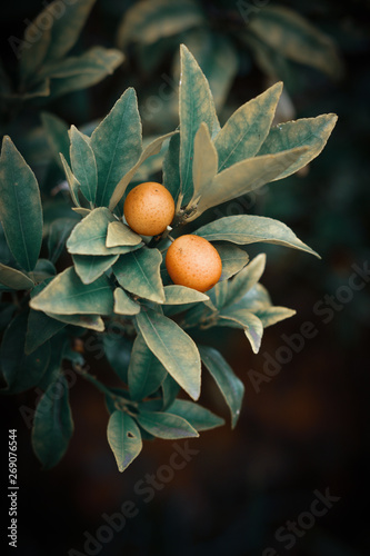 Small orange fruits in leaves 